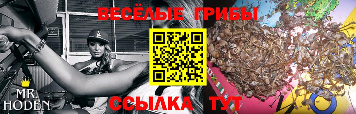 Псилоцибиновые грибы GOLDEN TEACHER Лысьва